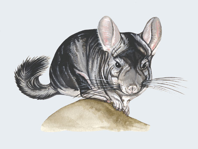 Chinchilla lanigera