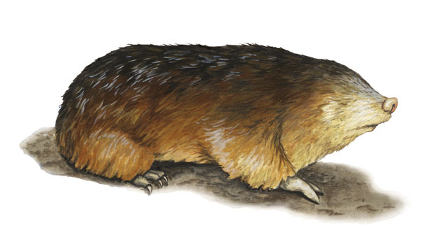 Deuterostomia