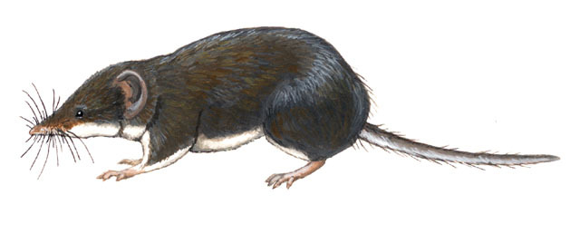 Crocidura russula