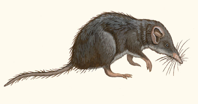 Deuterostomia