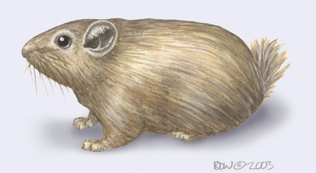 Ctenodactylidae