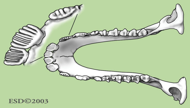 Cynocephalidae