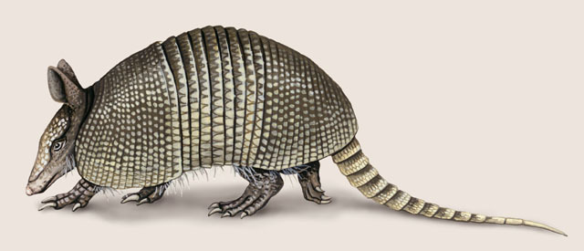 Deuterostomia