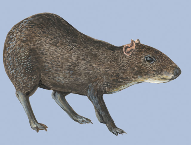 Deuterostomia