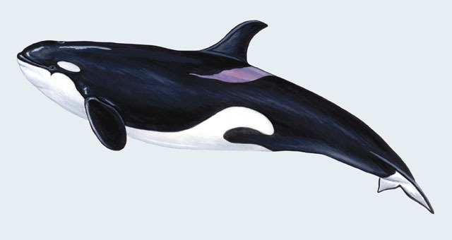 Orcinus_orca