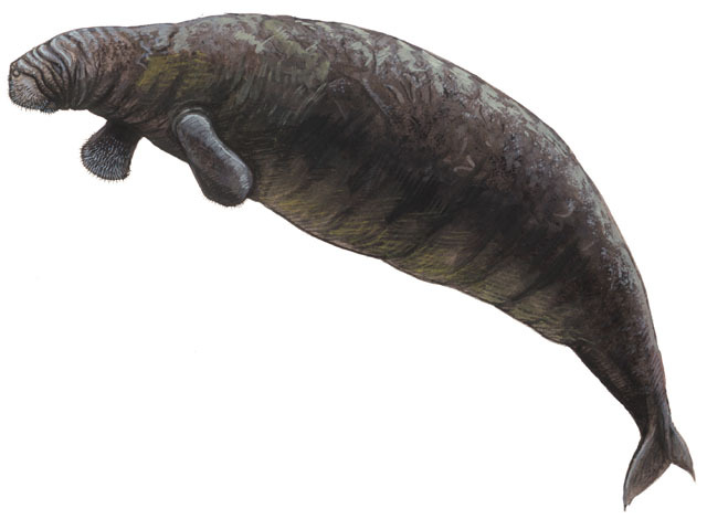 Deuterostomia