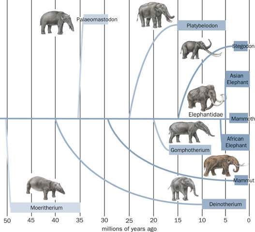elephant evolution chart