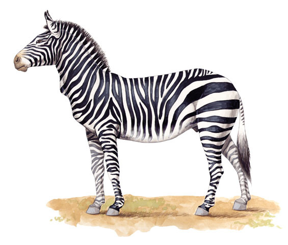 How the Hartmann's mountain zebra got its stripes