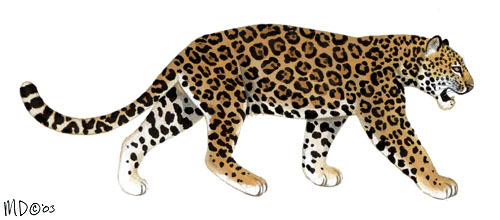 jaguar images