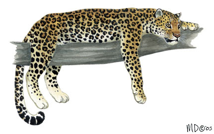 Panthera pardus