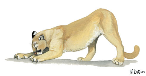 TYBA ONLINE :: Subject: Detail of cougar (Puma concolor) - also