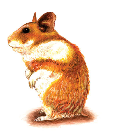 Syrian Hamster - Animal Facts Encyclopedia