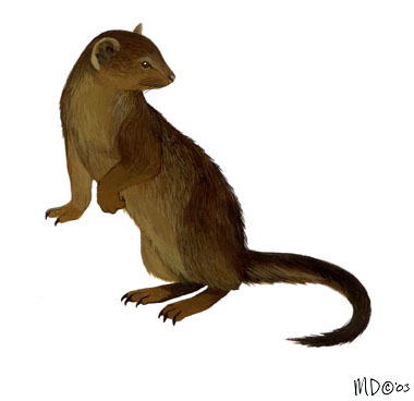 Deuterostomia