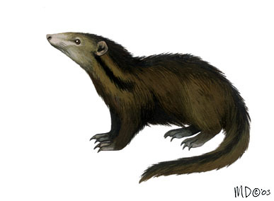 Deuterostomia