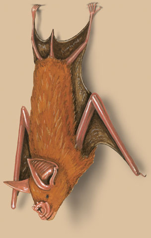 Hipposideridae