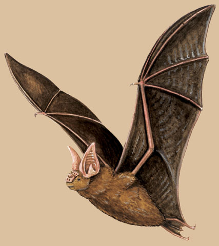 Hipposideros fulvus