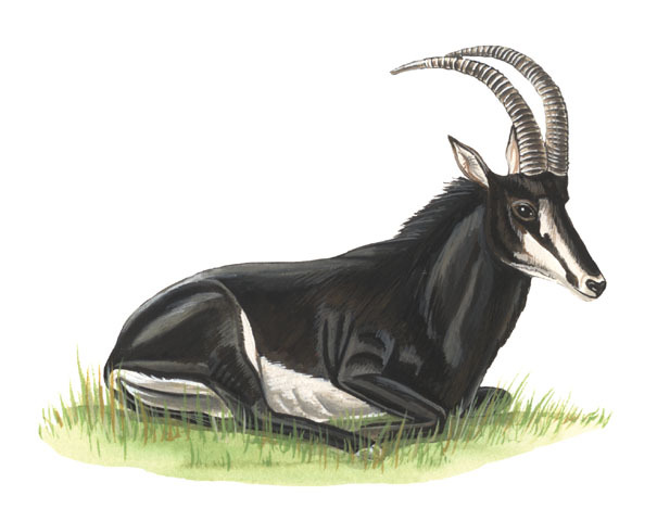 Sable antelope, African Mammal, Conservation Status & Habitat