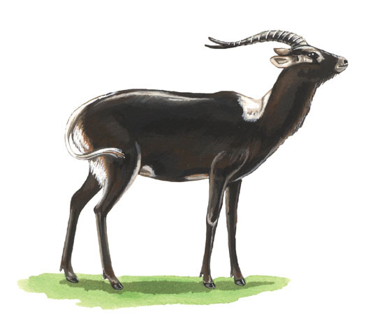 Artiodactyla