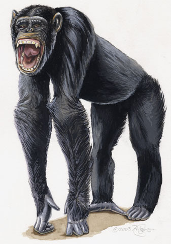 Troglodytes pan-chimpanzés ilustração stock. Ilustração de macaco -  202574292