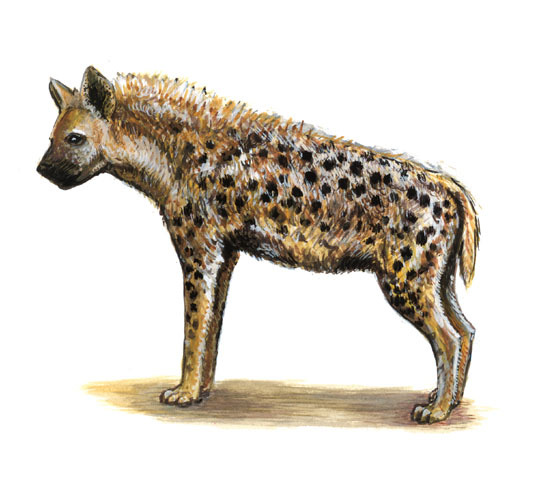 Deuterostomia