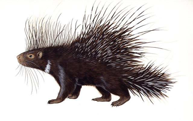 african porcupine drawing