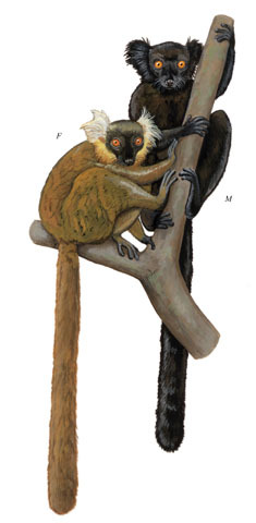 Eulemur macaco