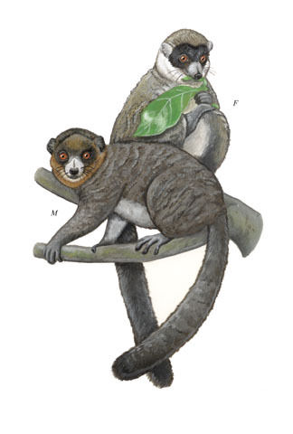 mongoose lemur