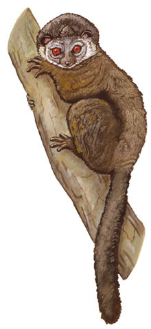 Deuterostomia