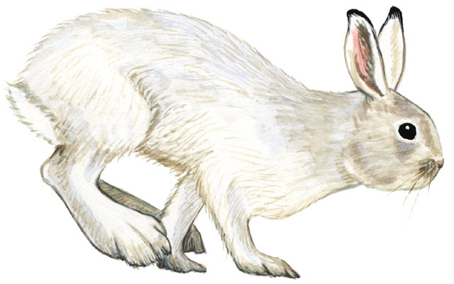 Leporidae