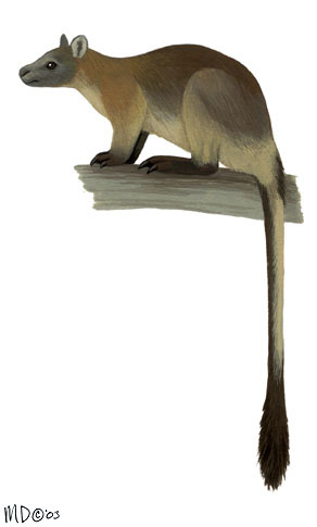 Deuterostomia