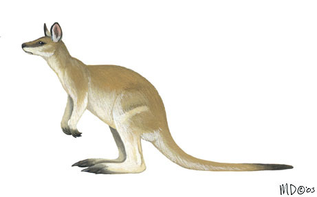 Deuterostomia