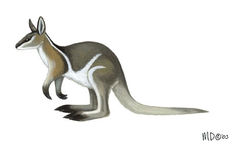 Crescent nail-tail wallaby | Dinopedia | Fandom