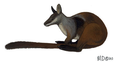 Diprotodontia