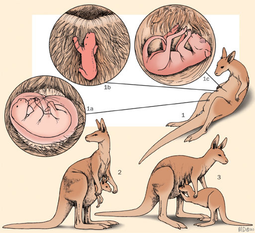 kangaroo_birth