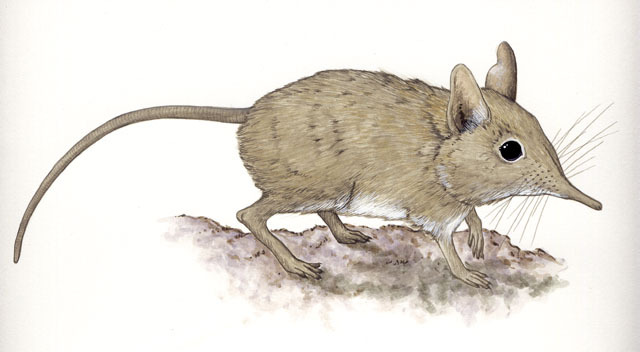 Deuterostomia