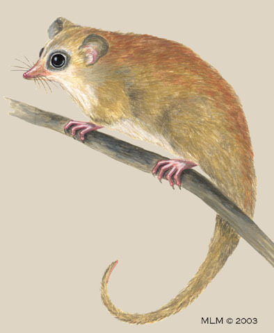 Deuterostomia