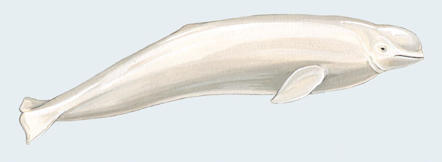 Eumetazoa