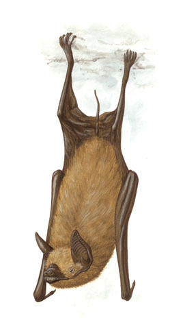 Chiroptera