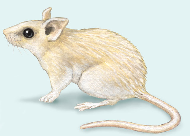 Spiny mouse deals