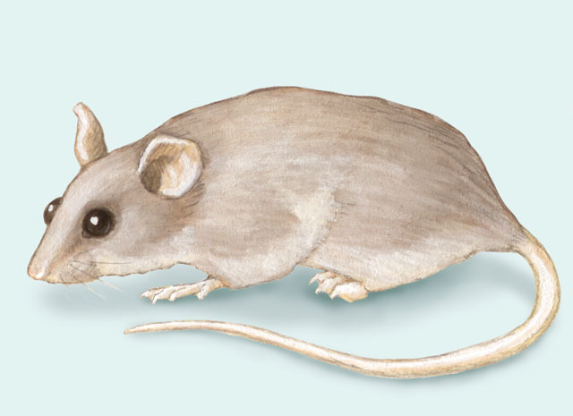 Mus musculus