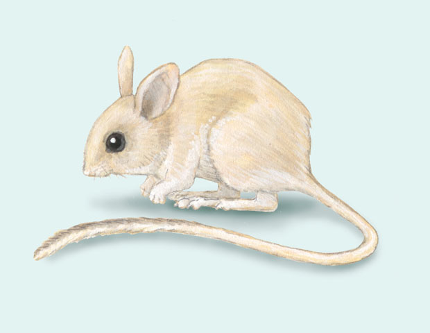 Rodentia