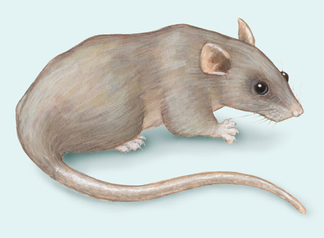 How Long Do Rats Live? Rat Lifespan & Reproduction