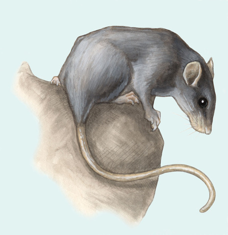 Giant Rat Kills Predators with Poisonous Hair