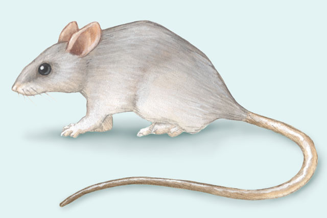 Deuterostomia