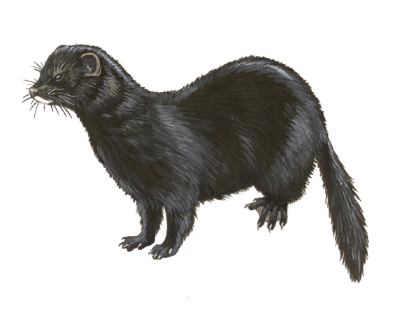 mink animal