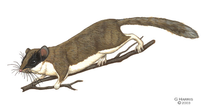 Dryomys nitedula