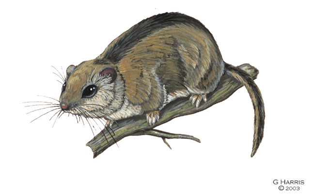 Deuterostomia