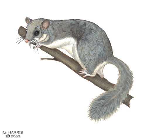 Myoxus_glis