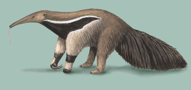 giant anteater size