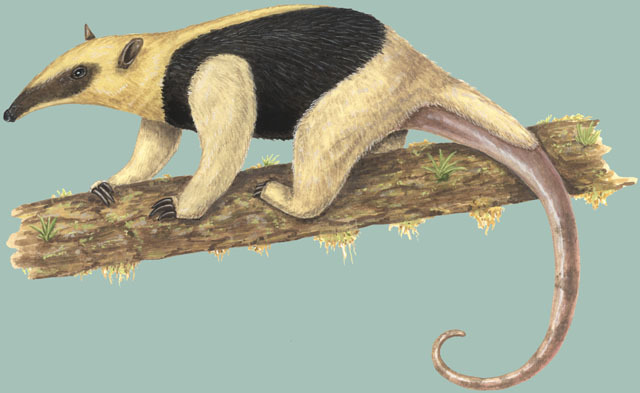 Explore the Best Tamandua Art